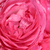Ružičasta - Patuljasta ruža  - Moin Moin ®